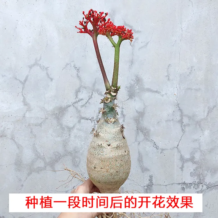 佛肚海棠佛肚树热带植物块根植物观花多肉植物盆栽