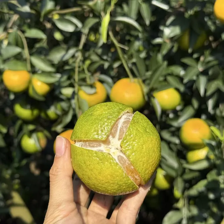 【晒皮专用】新会陈皮鲜果圈枝茶枝柑晒陈皮青皮二红大红皮新鲜采摘