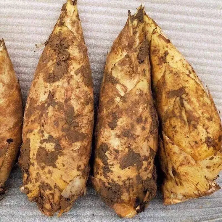冬笋新鲜现挖带壳冬笋两头尖黄泥楠竹笋小脚竹笋春笋火锅配菜食材