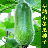 早熟小冬瓜种子种籽四季盆栽阳台小院蔬菜种子