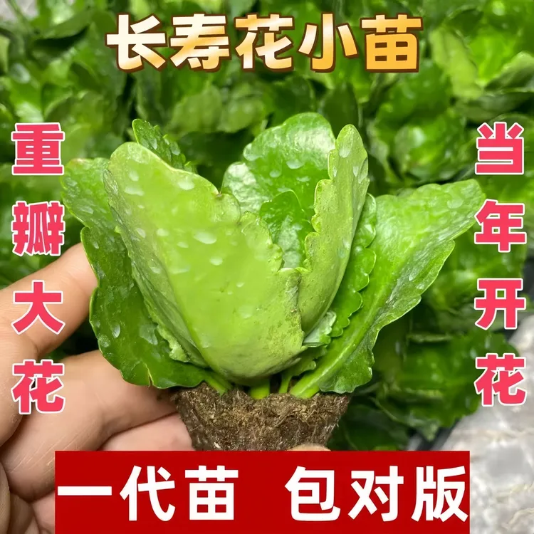 【稀有长寿花优质苗】多年生易养活四季开花花卉直销室内外重瓣大花
