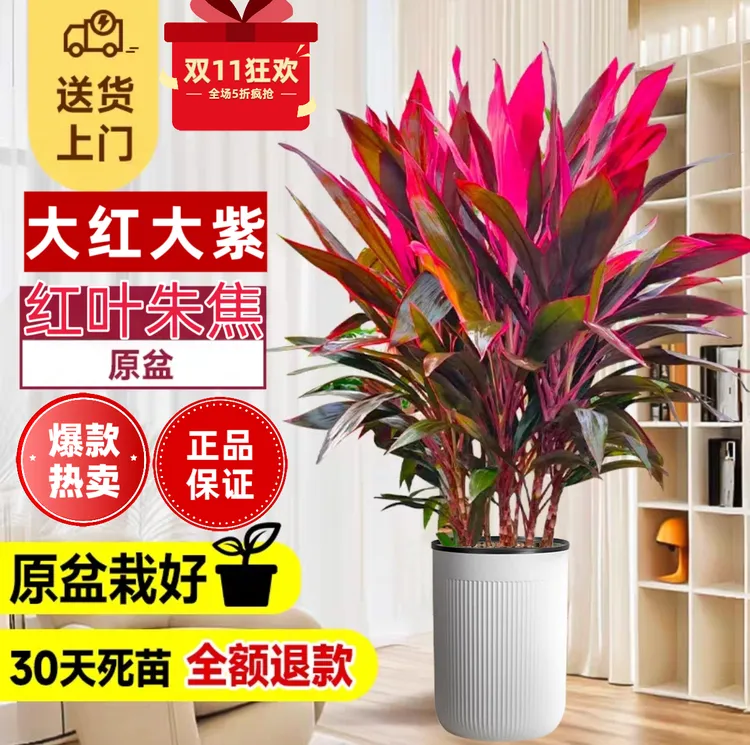 红叶朱蕉盆栽室内客厅庭院净化空气吸甲醛观叶网红绿植四季好养活