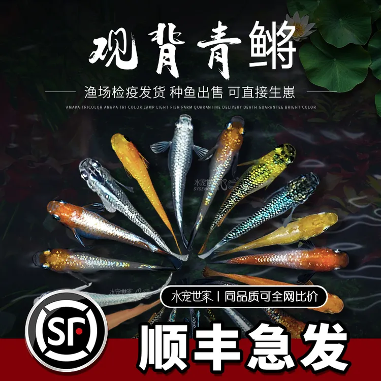 观背青鳉观赏鱼冷水鱼苗好养可孵化小型锦鲤魔法鱼原生鱼红帝干支