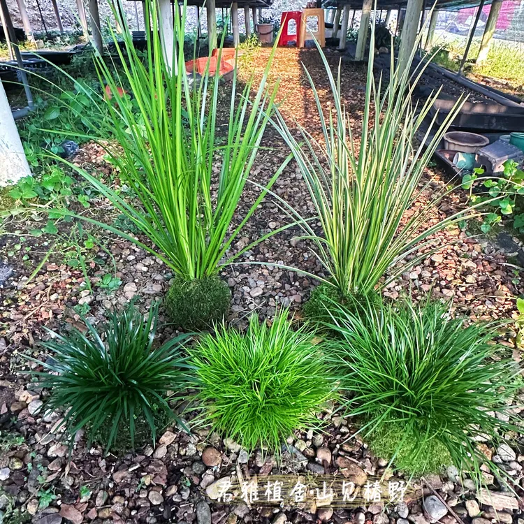 君雅苔藓球菖蒲《金钱/虎须/黄金姬/胧月/金凤凰》水培菖蒲室内好养