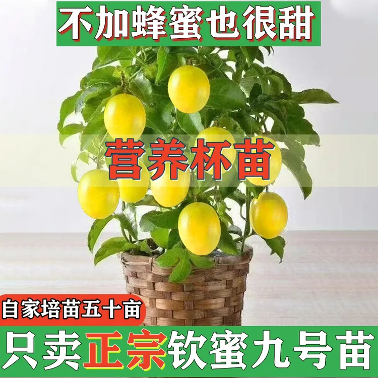 纯甜水果黄金百香果嫁接苗庭院盆栽种植当年结果四季结果果树