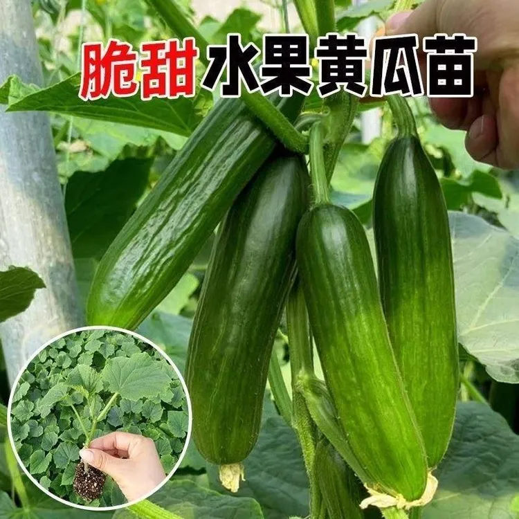 【优质黄瓜苗】嫁接无刺水果黄瓜苗大黄瓜苗高产带土商品图