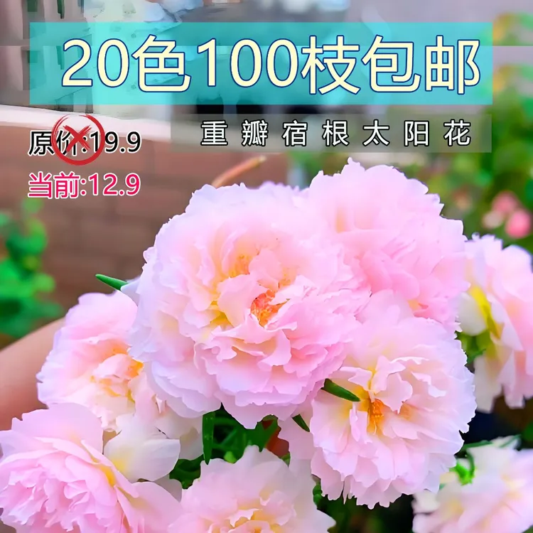 直播福利一箱20色100支混发重瓣宿根太阳花 新鲜枝条现采现发无根