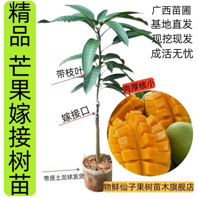 正宗嫁接芒果树苗金煌芒果树苗桂七芒果树苗四季芒果广西基地直发