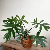 【羽裂蔓绿绒】天南星科好看好养天然锦耐荫植物热植