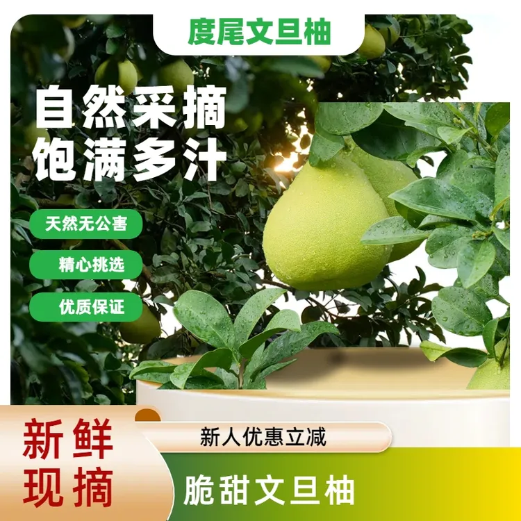 度尾文旦柚老树新鲜现摘酸甜蜜柚粒粒饱满爆汁当季孕妇福建柚子甜