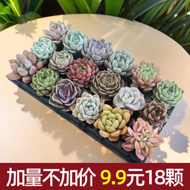 【花伴水】18颗多肉植物组合盆栽搭配系列桌面可爱盆栽