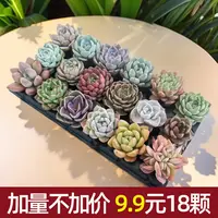 【花伴水】18颗多肉植物组合盆栽搭配系列桌面可爱盆栽