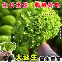 寿光高钙大速生菜苗秧带土发幼苗散叶玻璃生菜四季耐抽苔阳台庭院