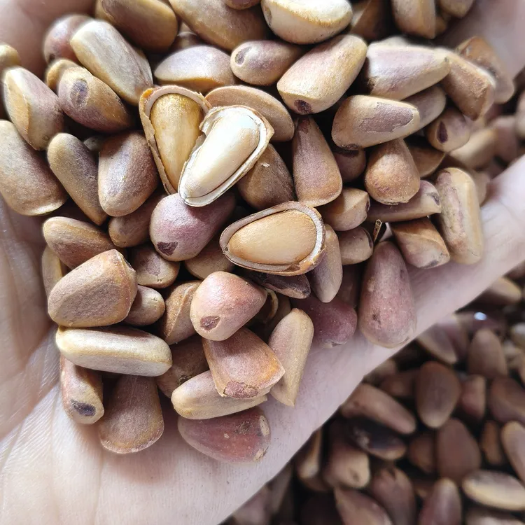 大颗粒生松子新鲜红松子长白山，