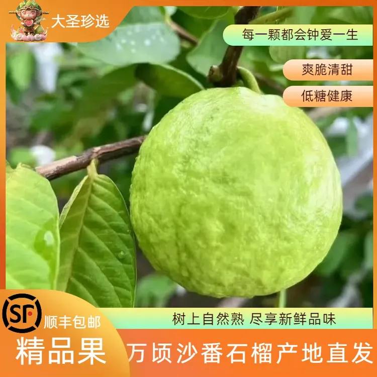 【顺丰】广州南沙白心番石榴脆甜爽口低糖健康树上熟当季水果芭乐