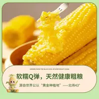 东北头茬黄糯玉米铝箔包装粗粮代餐新玉米240g*10支