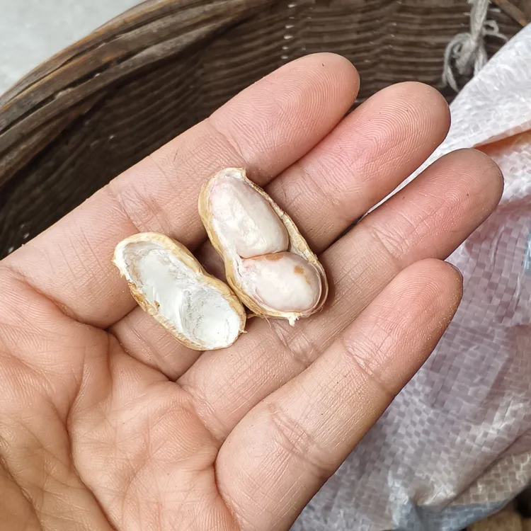 小李自家种植当季花生晒干