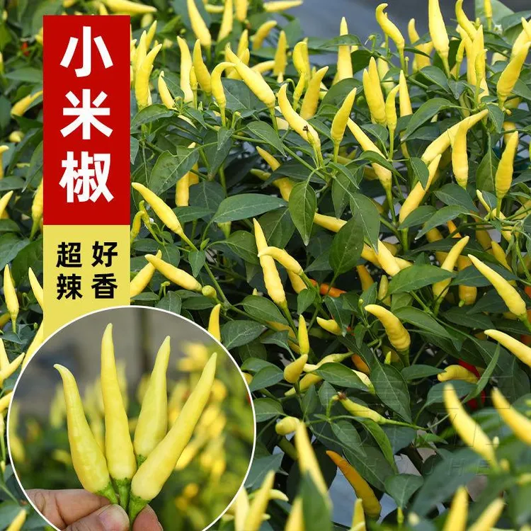 白小米椒苗秧苗带土发货正宗小米辣野山椒苗四季菜园盆栽庭院种植