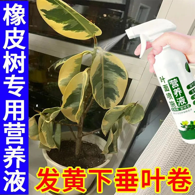 橡皮树专用植物营养液治叶片黑斑卷叶花肥琴叶榕竹芋治黄叶专用肥