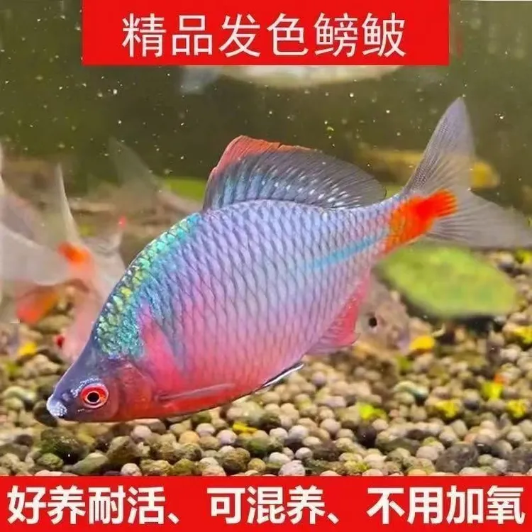 七彩高体鳑鲏鱼菜板鱼原生鱼活体小型淡水鱼好养耐活观赏冷水鱼