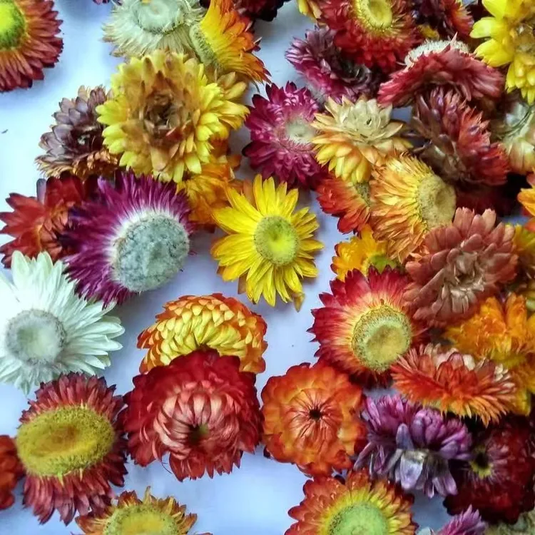 深山深采高品质七彩菊可直接泡水喝的养生茶  夏至枸杞  [QEBS]