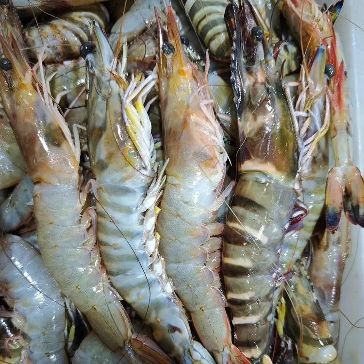 【渔岛二姐】大连长海县野生虾/草虾/竹节（液氮冷冻）2斤/3斤