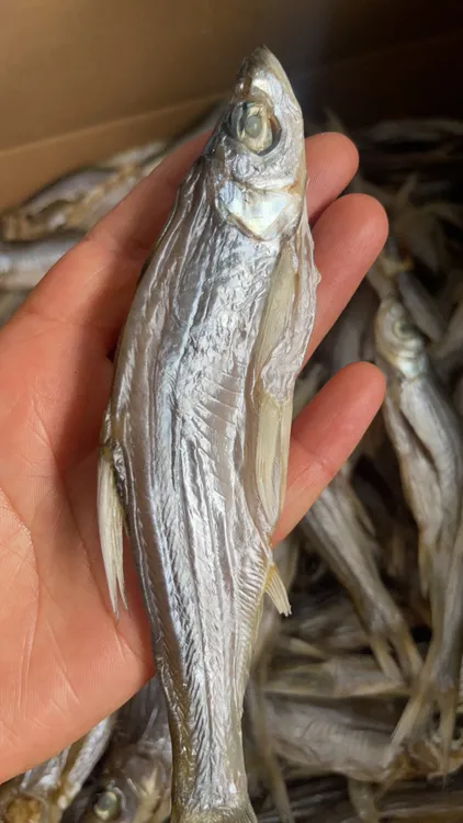 刁子鱼又名小白肖10cm左右（一斤能称60-70条左右）