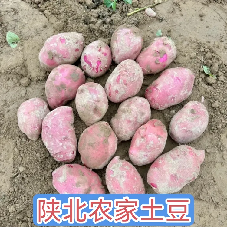 陕北老品种山地土豆 黄皮土豆  红皮土豆