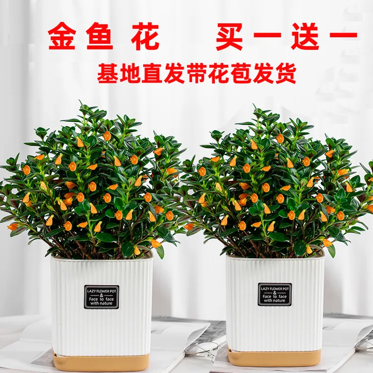 【买一送一】土培金鱼吊兰盆栽带花苞发货基地原盆原土室内好养耐旱