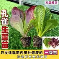 孔雀菜苗罗马直立生菜绿孔雀菜紫孔雀菜苗油麦菜四季沙拉菜蔬菜苗