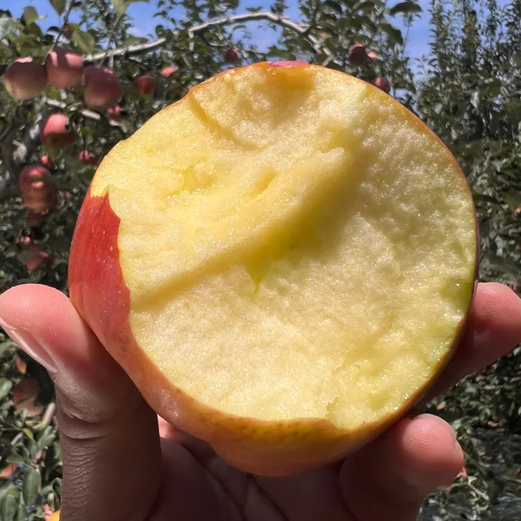 云南昭通红富士苹果脆甜多汁果园直发新鲜水果-DH