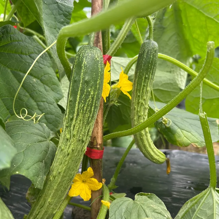 贵州农家自种黄瓜现摘现发