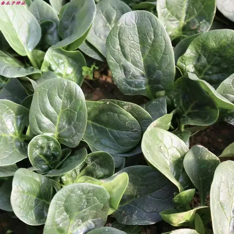 农家自种趴地菠菜生菜现挖现发