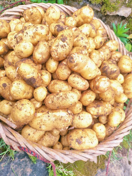 恩施正宗高山做菜马尔科洋芋高山马尔科土豆细腻清香新鲜美味