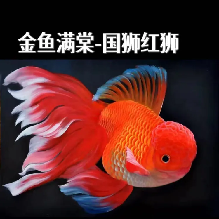 小金鱼活鱼观赏鱼冷水淡水红草鱼红狮鱼好养耐活鸿运当头国粹金鱼