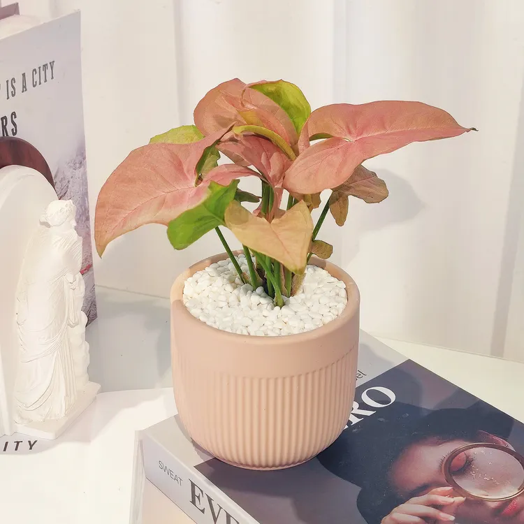 【红粉佳人】合果芋绿植北欧风桌面植物盆栽客厅室内花卉绿植盆栽