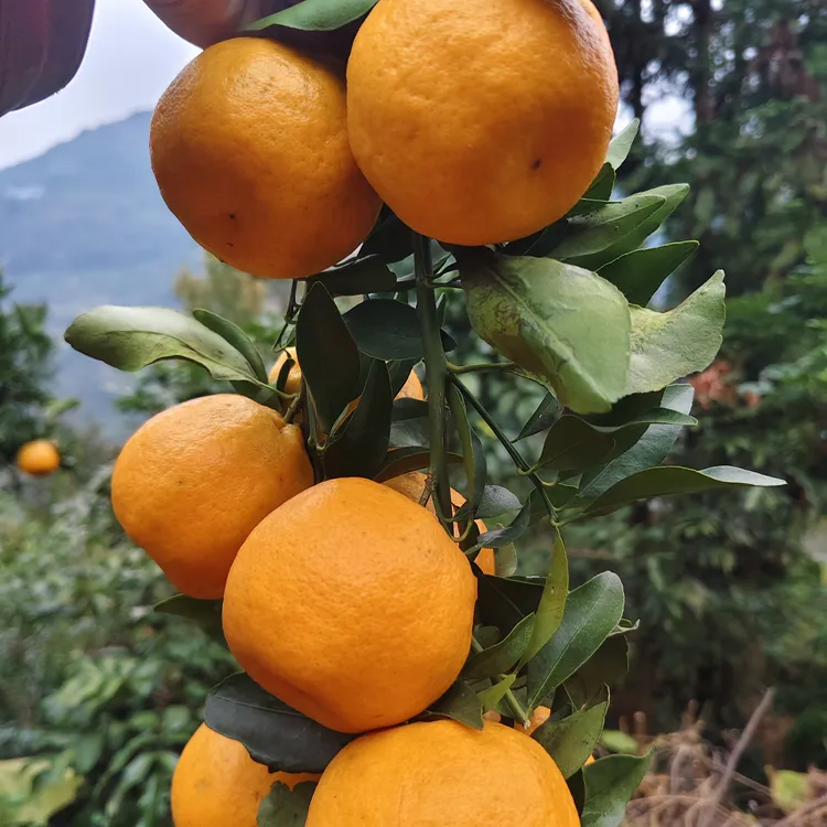 四川宜宾屏山高山椪柑现摘现发，孕妈妈可吃