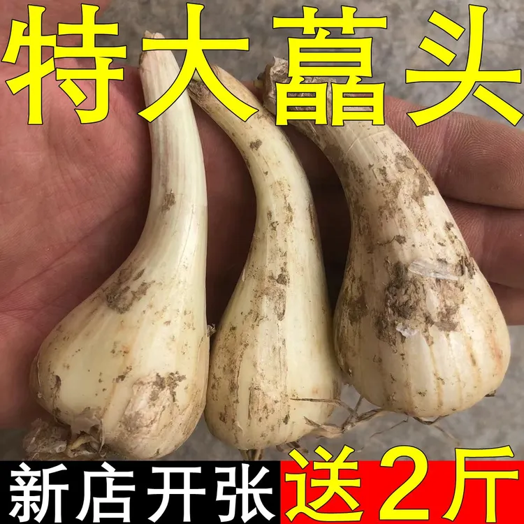【特大】湖南三塘荞头现挖新鲜藠头特大荞头葱头腌制泡菜藠头非大蒜