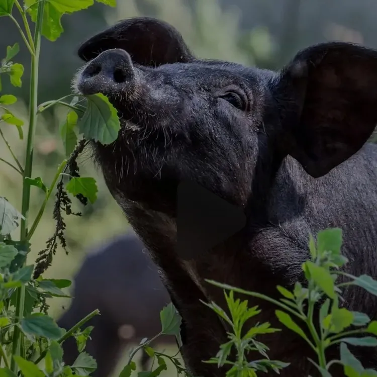 一物一拍直播间为准 散养黑毛土猪散养跑山猪