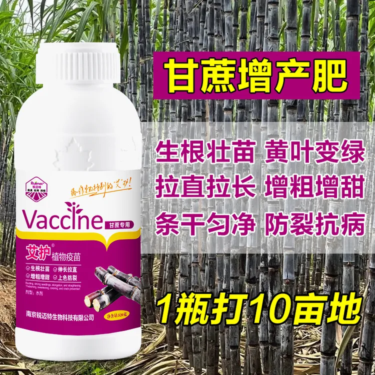 甘蔗肥效果好于因卡波拉长增粗增甜抗倒伏甘蔗壮丰素拔节叶面肥