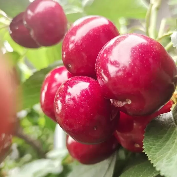 枣庄红灯新鲜果自家现摘现发酸甜口汁多味美纯天然山地无污染甜果