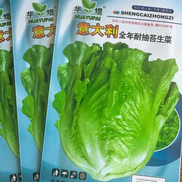 意大利罗马生菜耐热耐抽薹可生吃盆栽工厂直营蔬菜种子（拍2送1）