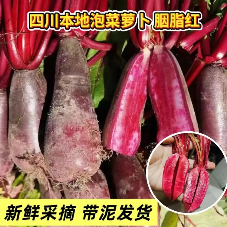 【四川胭脂红心萝卜】新鲜辣萝卜现挖红皮 泡菜萝卜腌制萝卜3/5斤装