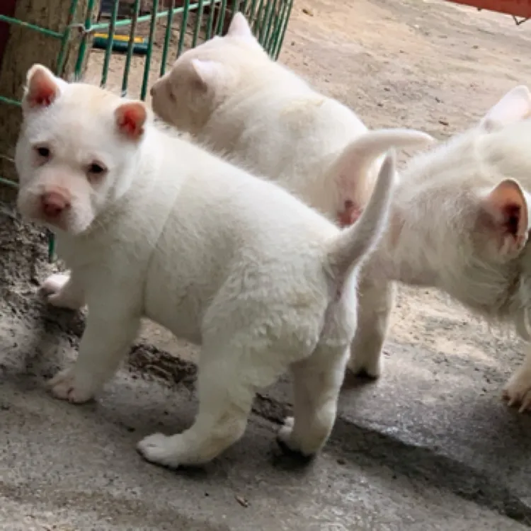 【旺森宠物】下司犬纯种贵州五红下司猎犬中短毛两个月幼犬狗狗活体