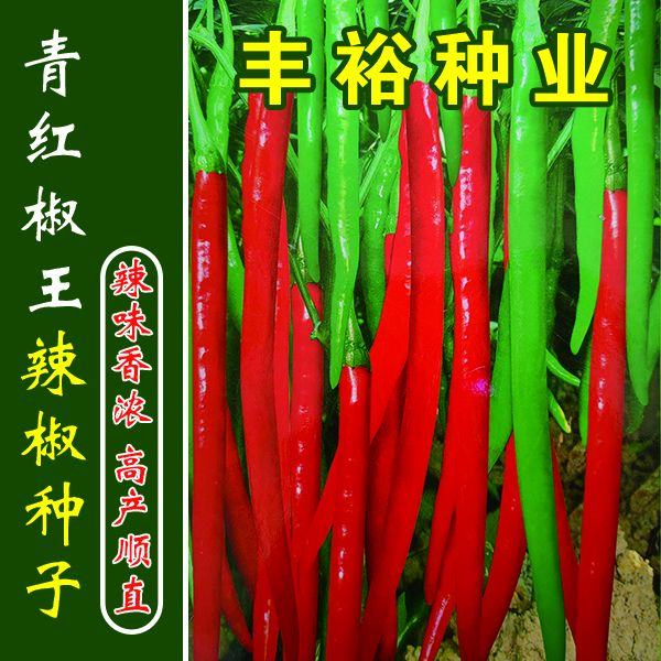 青红椒王  厂家直销 杂交籽  辣椒种子  鲜椒 干椒  的理想品种