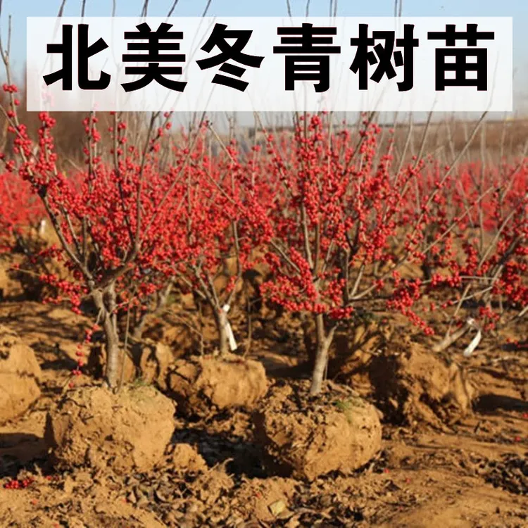 庭院阳台植物地栽盆栽北美冬青树苗南方北方种植观果耐寒绿化苗