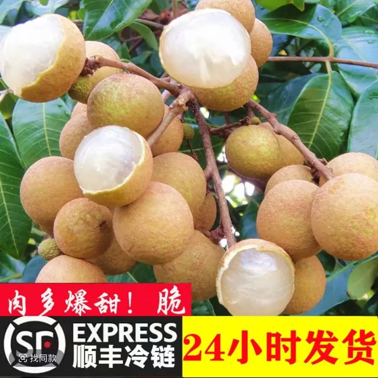 【顺丰现货】现摘龙眼新鲜整箱当季水果石硖储良桂圆龙眼甜整箱5斤