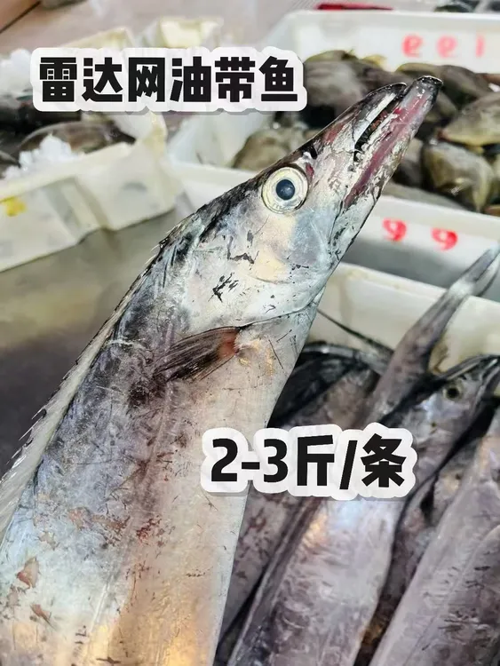 东海雷达网小头小眼睛油带鱼(可去内脏）顺丰快递2-3斤/条