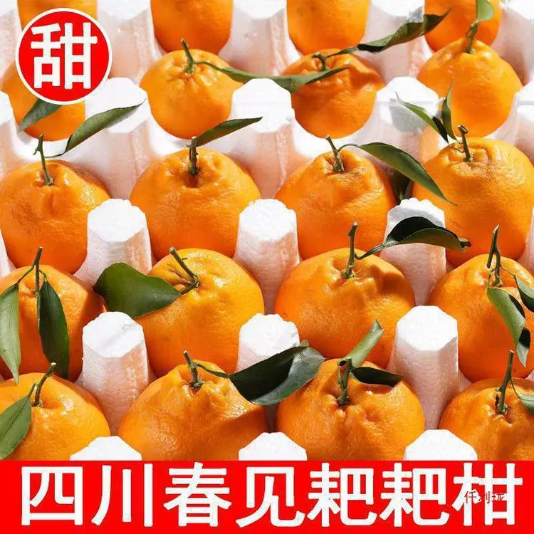 四川春见耙耙柑当季新鲜水果5斤/8斤新鲜采摘产地直发鲜甜爆汁