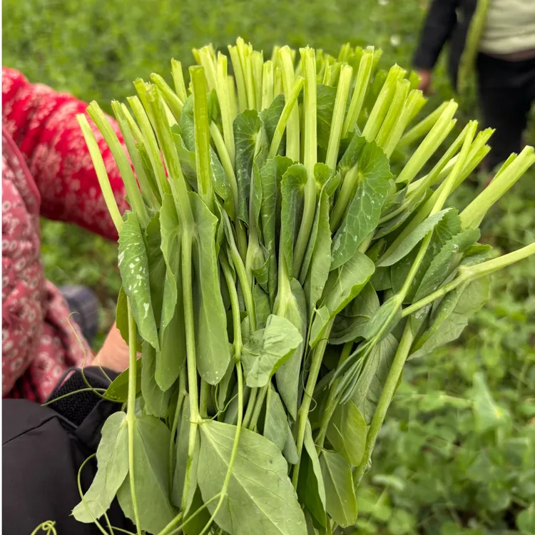四川新鲜豌豆尖现摘现发露天种植应季蔬菜火锅滑肉汤食材